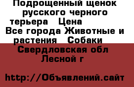 Подрощенный щенок русского черного терьера › Цена ­ 35 000 - Все города Животные и растения » Собаки   . Свердловская обл.,Лесной г.